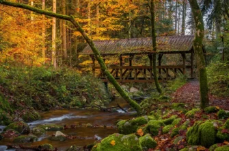 Your Black Forest Experience Isn’t Complete Until You Explore These Spots