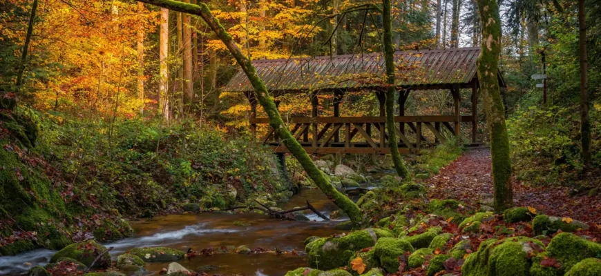 Your Black Forest Experience Isn’t Complete Until You Explore These Spots