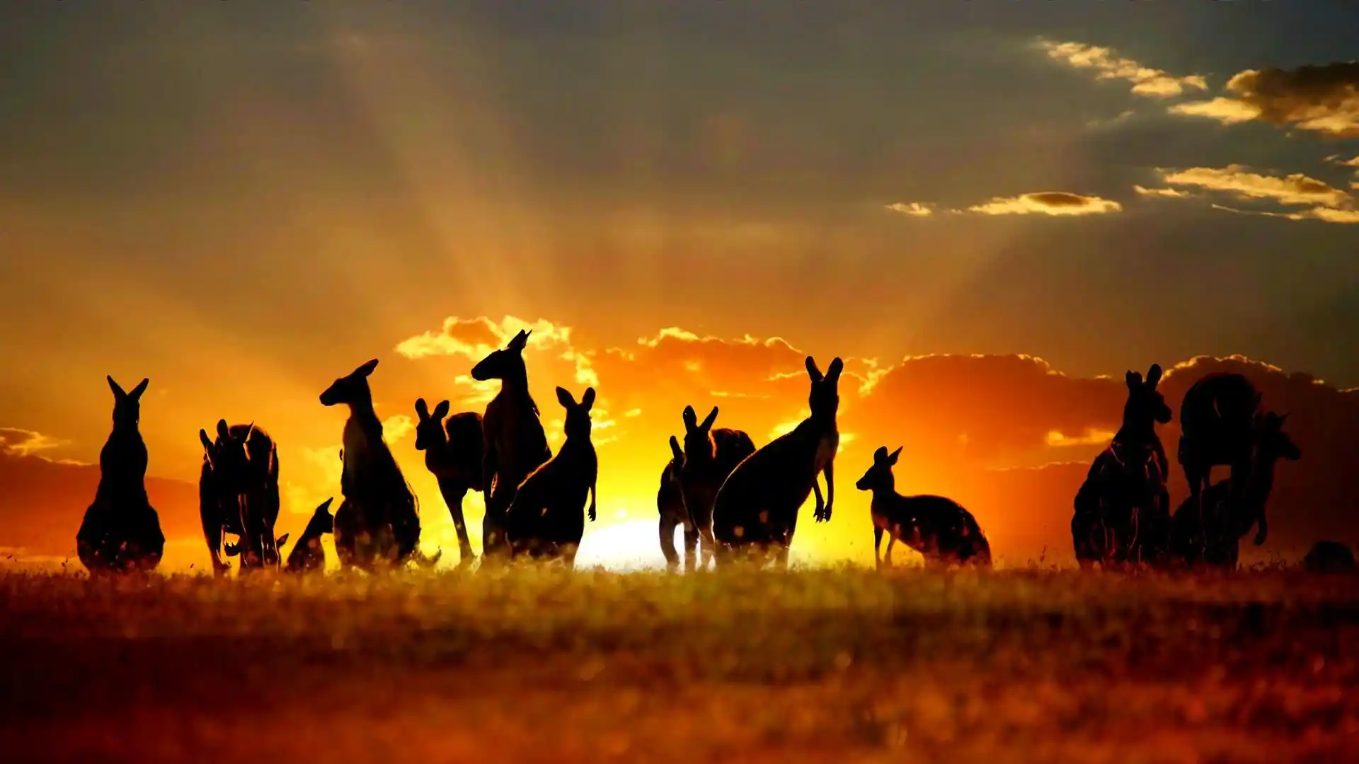 Experience Australia: A World of Adventure, Beauty, and Wonder Awaits You