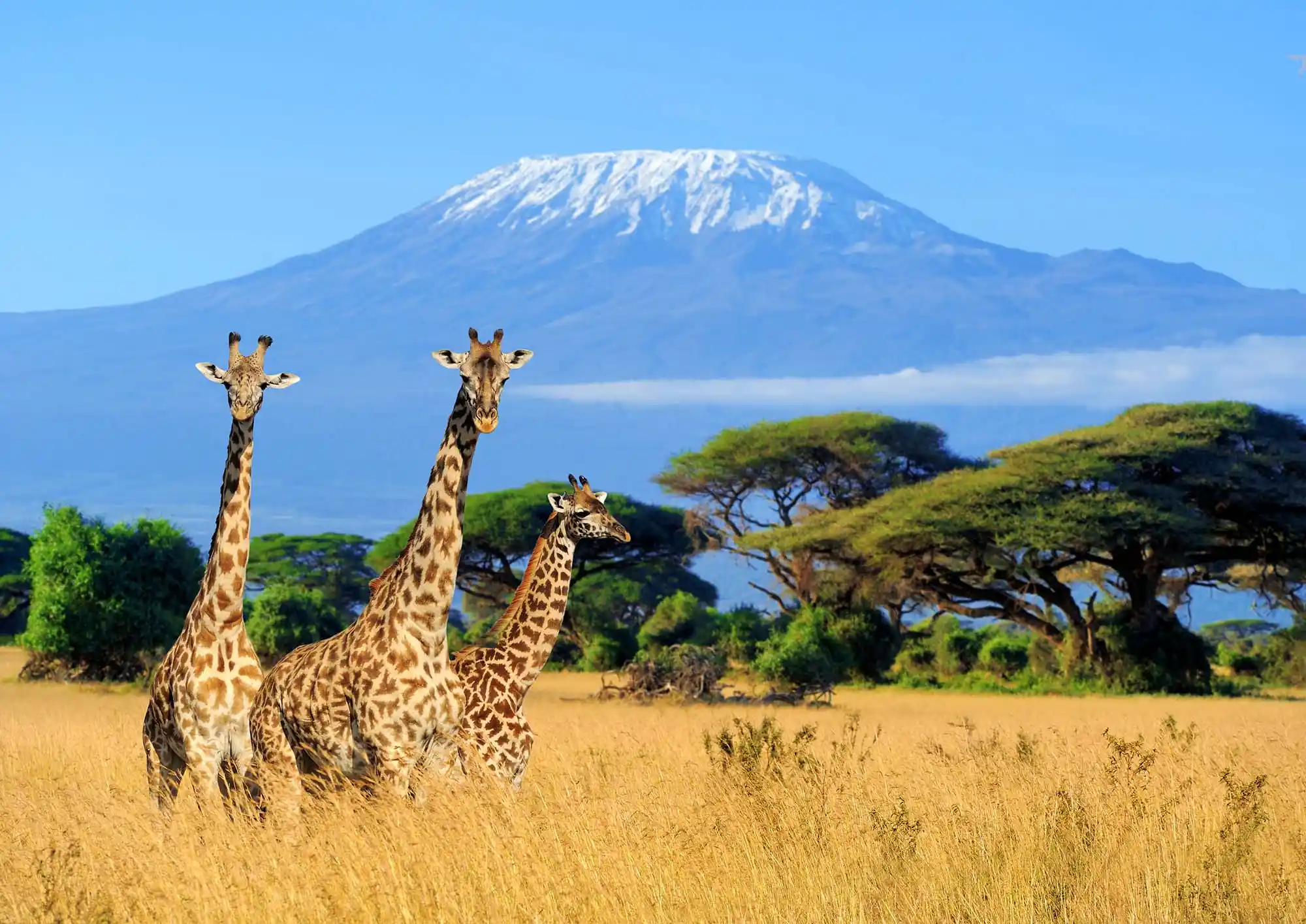 Best National Parks in Africa for Seeing the Big Five